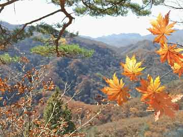 北京打胎药在线购买电话打胎药流吃什么药比较好呢（打胎药流吃什么药比较好呢图片）